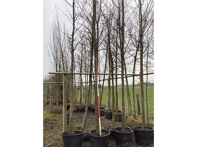 Sargent's kers - vormboom - afbeelding 1 van  2