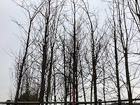 Sargent's kers - vormboom - afbeelding 1 van  2