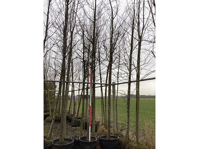 Sargent's kers - vormboom - afbeelding 2 van  2