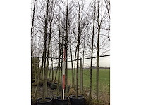 Sargent's kers - vormboom - afbeelding 2 van  2