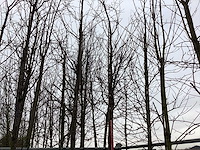 Sargent's kers - vormboom - afbeelding 1 van  2