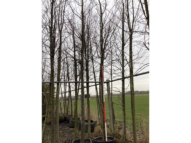 Sargent's kers - vormboom - afbeelding 2 van  2