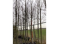 Sargent's kers - vormboom - afbeelding 2 van  2