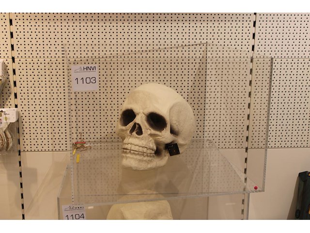 Schedel in plexiglas, afm. 60 x 60 x 42 cm. - afbeelding 1 van  2