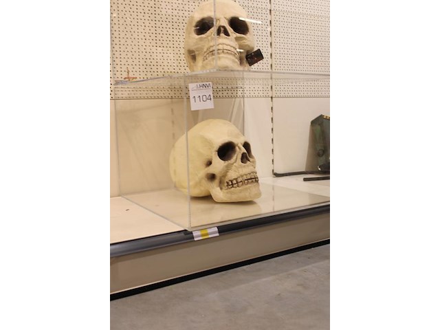 Schedel in plexiglas, afm. 60 x 60 x 42 cm. - afbeelding 2 van  2