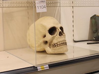 Schedel in plexiglas, afm. 60 x 60 x 42 cm. - afbeelding 2 van  2