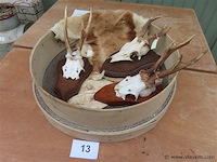 Schedels en dierenhuid - afbeelding 1 van  4