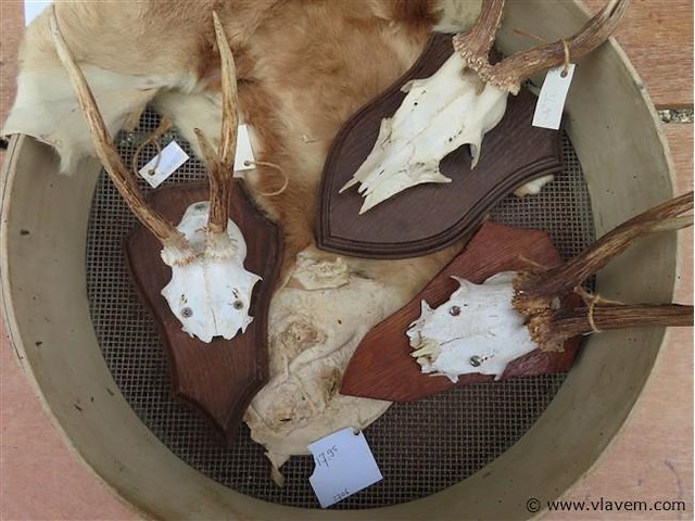 Schedels en dierenhuid - afbeelding 2 van  4