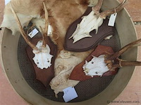 Schedels en dierenhuid - afbeelding 2 van  4