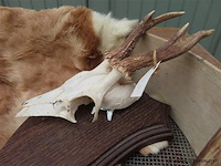 Schedels en dierenhuid - afbeelding 3 van  4