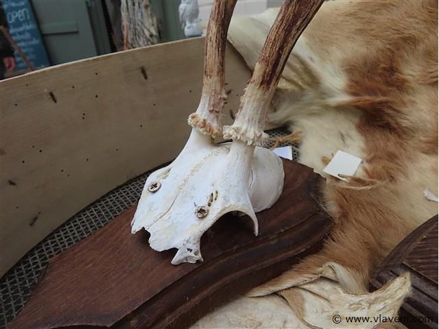 Schedels en dierenhuid - afbeelding 4 van  4