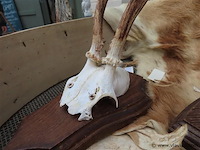 Schedels en dierenhuid - afbeelding 4 van  4