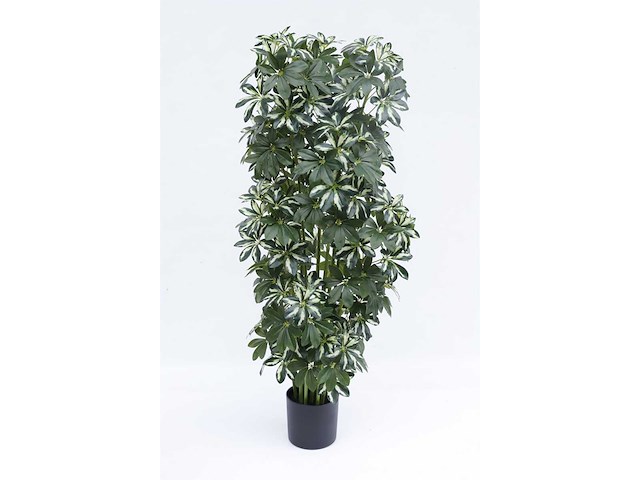 Schefflera tree kunstplant (140cm hoog) - afbeelding 4 van  13