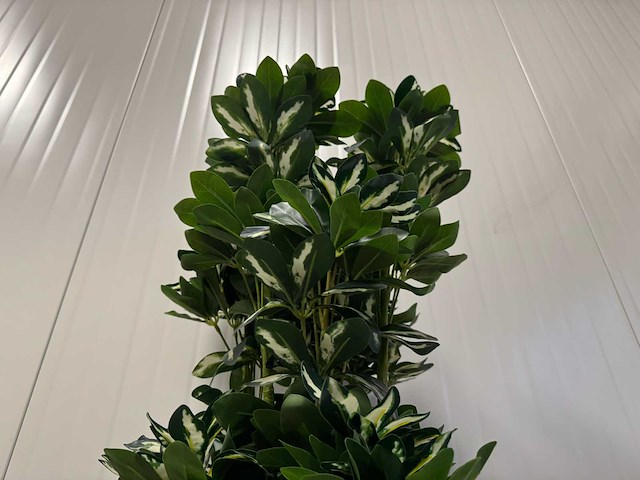 Schefflera tree kunstplant (140cm hoog) - afbeelding 13 van  13