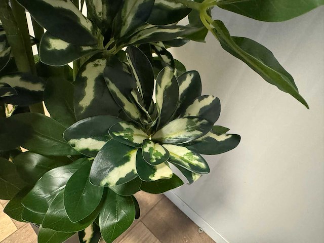 Schefflera tree kunstplant (140cm hoog) - afbeelding 3 van  11