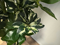 Schefflera tree kunstplant (140cm hoog) - afbeelding 3 van  11