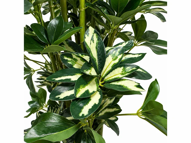Schefflera tree kunstplant (140cm hoog) - afbeelding 3 van  4