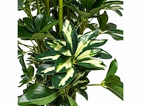 Schefflera tree kunstplant (140cm hoog) - afbeelding 3 van  4