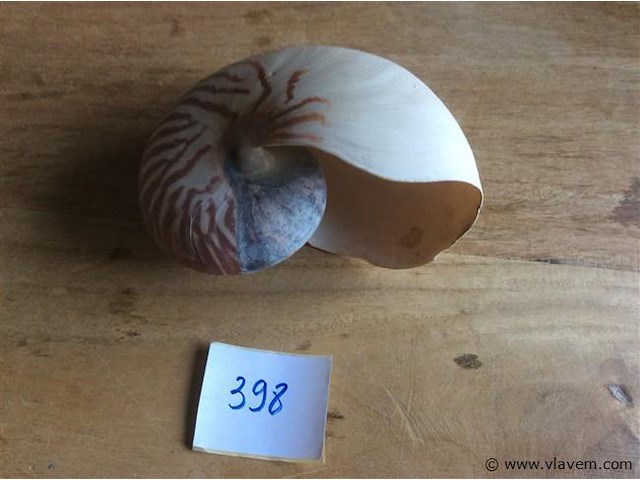 Schelp nautilus - afbeelding 1 van  5