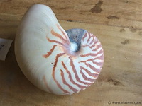 Schelp nautilus - afbeelding 2 van  5