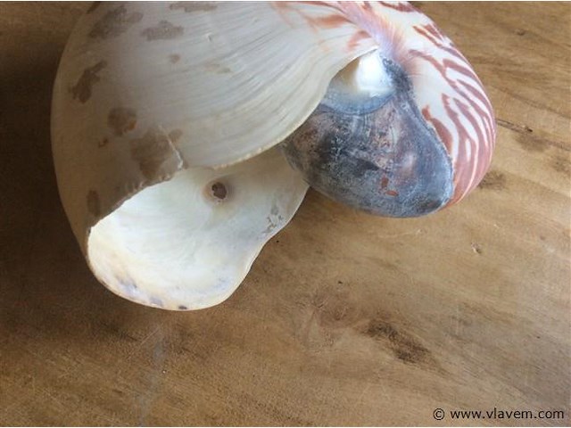 Schelp nautilus - afbeelding 3 van  5