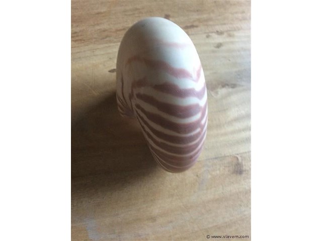 Schelp nautilus - afbeelding 4 van  5