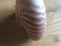 Schelp nautilus - afbeelding 4 van  5