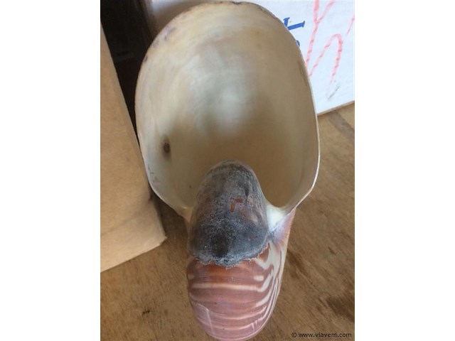 Schelp nautilus - afbeelding 5 van  5