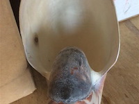 Schelp nautilus - afbeelding 5 van  5