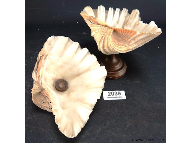 Schelp op messing stand en schelp zonder stand - afbeelding 1 van  5