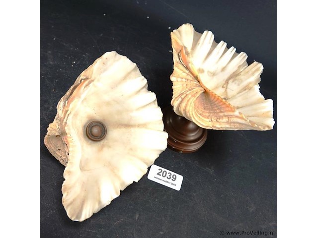 Schelp op messing stand en schelp zonder stand - afbeelding 2 van  5