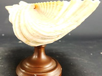 Schelp op messing stand en schelp zonder stand - afbeelding 3 van  5