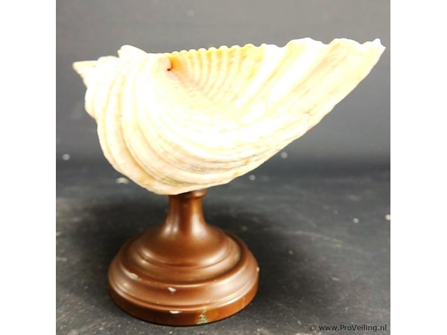 Schelp op messing stand en schelp zonder stand - afbeelding 3 van  5
