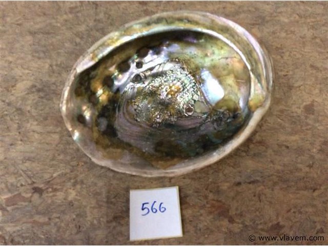 Schelp parelmoer - afbeelding 1 van  3