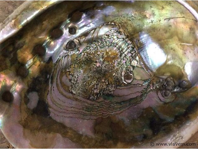 Schelp parelmoer - afbeelding 2 van  3