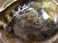 Schelp parelmoer - afbeelding 2 van  3