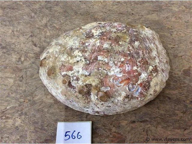 Schelp parelmoer - afbeelding 3 van  3