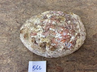 Schelp parelmoer - afbeelding 3 van  3