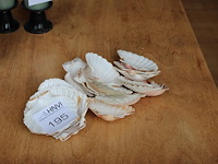 Schelpen. ca. 15 stuks. - afbeelding 1 van  2