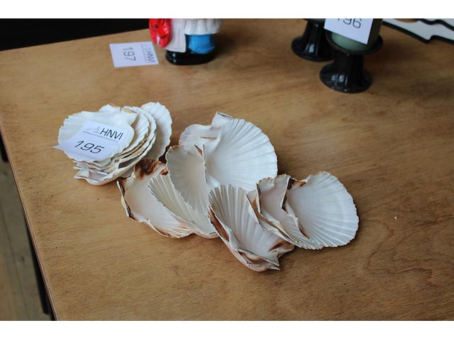 Schelpen. ca. 15 stuks. - afbeelding 2 van  2