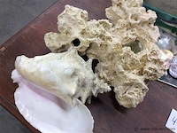 Schelpen en stenen - afbeelding 3 van  3