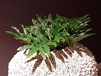 Schelpen pot met 2x kunstplant raw interiors/colours&green, philodendron selloum - afbeelding 2 van  6