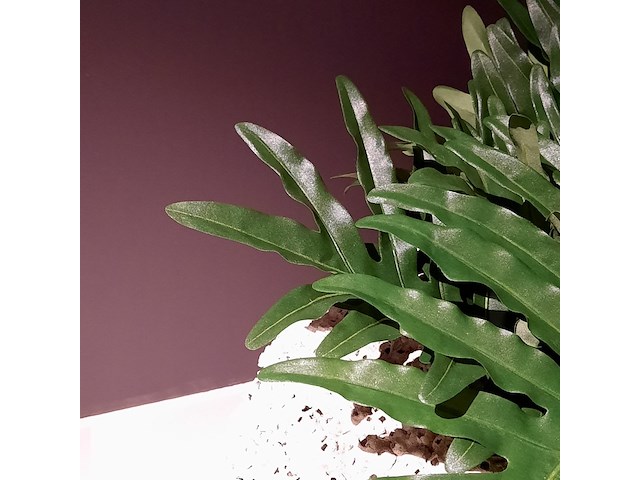 Schelpen pot met 2x kunstplant raw interiors/colours&green, philodendron selloum - afbeelding 6 van  6