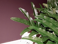 Schelpen pot met 2x kunstplant raw interiors/colours&green, philodendron selloum - afbeelding 6 van  6