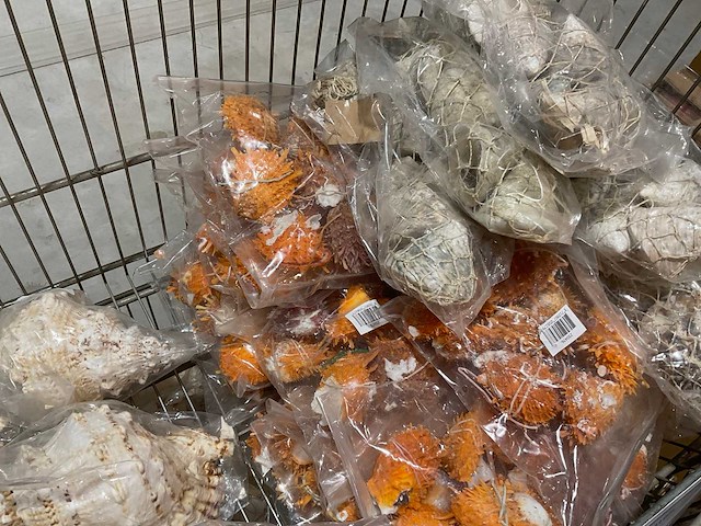 Schelpen - afbeelding 2 van  11