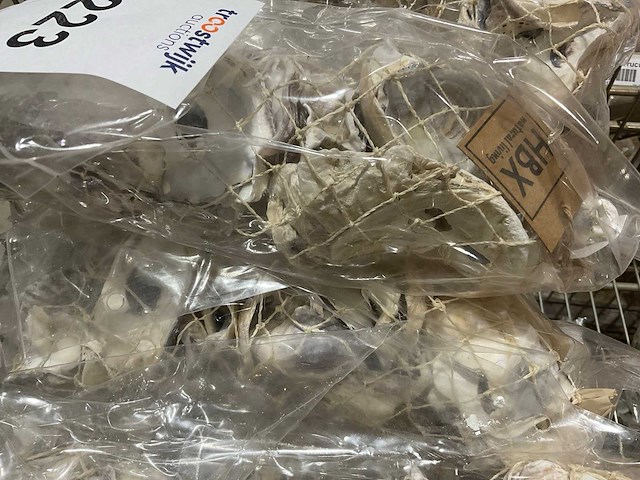 Schelpen - afbeelding 7 van  11