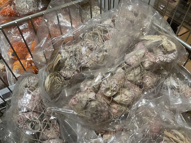 Schelpen - afbeelding 8 van  11