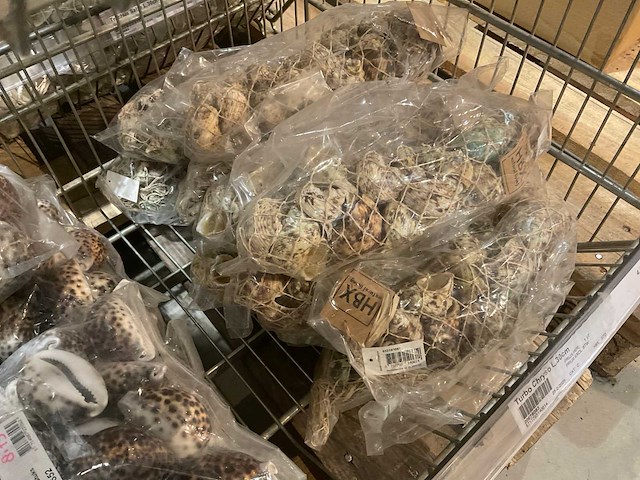 Schelpen - afbeelding 10 van  11