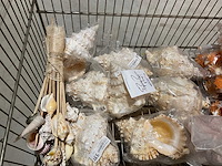 Schelpen - afbeelding 11 van  11