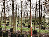 Schietwilg - bolboom (2x) - afbeelding 1 van  3